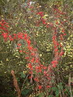  20041111-garden0411_3_redberries.JPG 