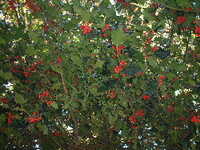  20041226-garden0412_redberries.JPG 