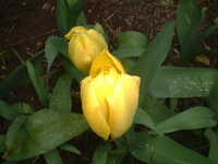  20060414-yellow_tulip1.JPG 