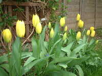  20060414-yellow_tulip2.JPG 