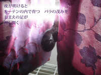  20130827-pawrose_poem_jp.jpg 