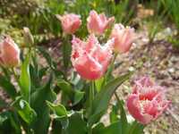  20170405-170405_tulips_2.jpg 